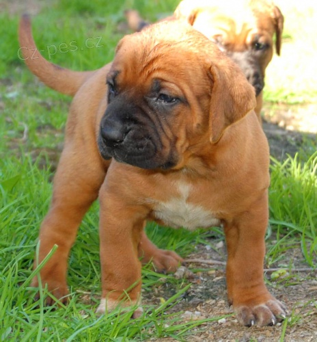 Tosa Inu - �t���tkka s PP