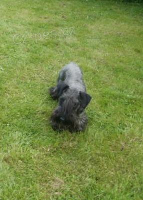 �esk� teri�r s P.P: - kr�sn� mlad� ps��ek 