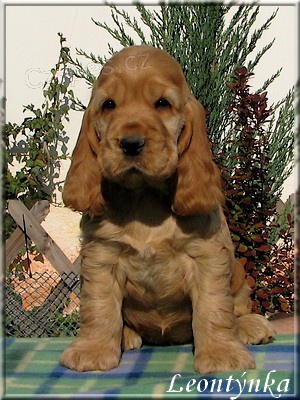 100% Anglick� kokr�pan�l