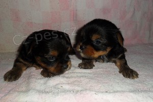 Jork��rsk� terier - �t��ata bez pp