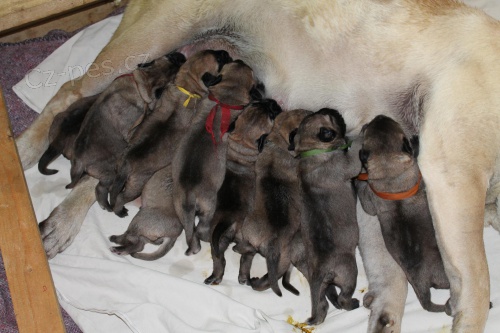 �t���tka bullmastifa