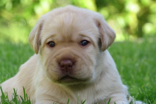 �t��ata Labradorsk� retriever s PP - hn�d�, �lut�