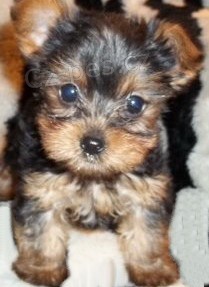 �t���tka jork��rka bez PP