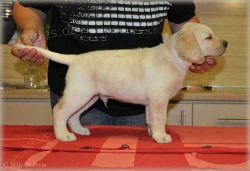 Labradorsk� retr�vr �t���tka s PP