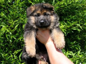 N�meck� ov��k