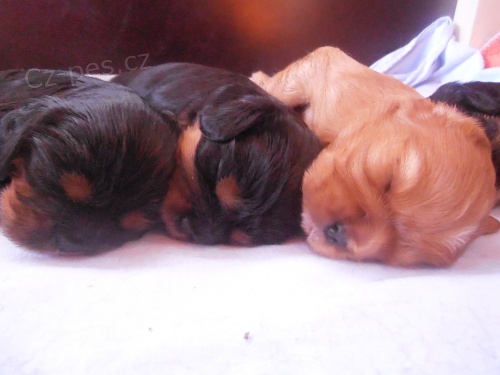 Prod�m �t��ata Kaval�ra