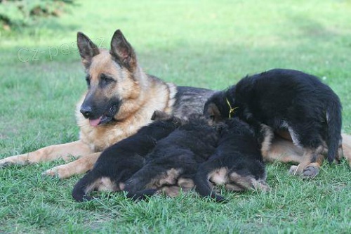 Prod�m kr�sn� �t��ata NO s PP