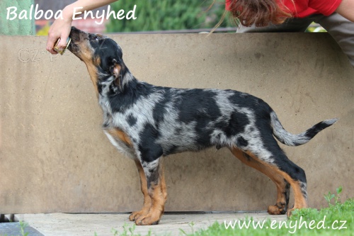 Beauceron - francouzsk� ov��k