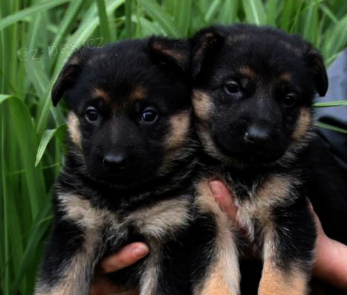 N�meck� ov��k �t��ata