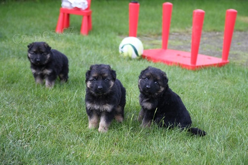 N�meck� ov��k �t��ata