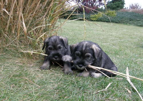 kn�ra� st�edn� pep� a s�l