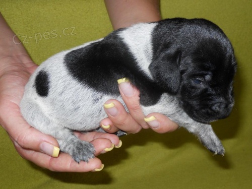 N�meck� oha� kr�tkosrst� - �t��ata