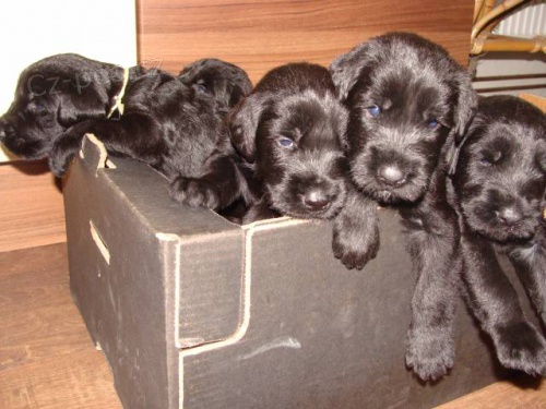 Kn�ra� velk� �ern� - �t���tka s rodokmenem