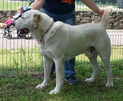 St�edoasijsk� pasteveck� pes 