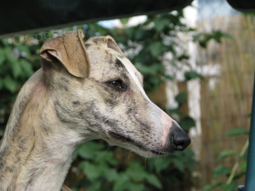 vipet , whippet kryt�