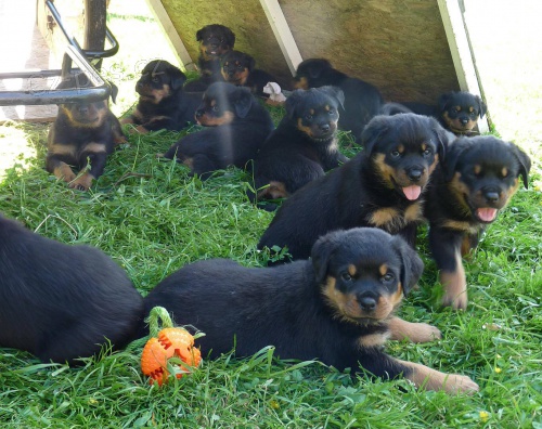 ROTVAJLER - �t��ata s PP