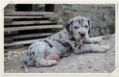 N�meck� doga s PP