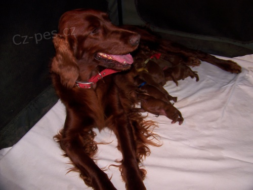 Irsk� setr - �t��ata s PP