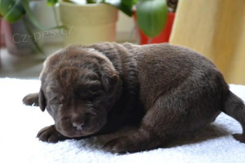 Labradorsk� retr�vr - hn�d� pejsek s PP