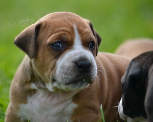 Americk� staford��rsk� terier s PP