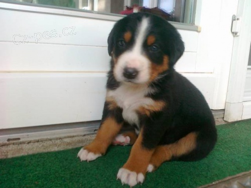 Velk� �v�carsk� sala�nick� pes