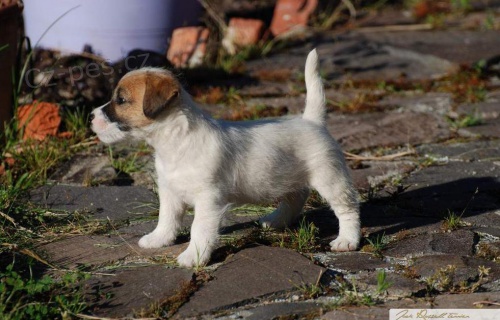 Jack Russell Teri�r - �t���tka s PP