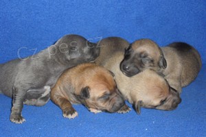 Italsk� chrt�k - �t��ata s pp