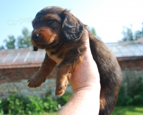 Dlouhosrst� trpasli�� jezev��k