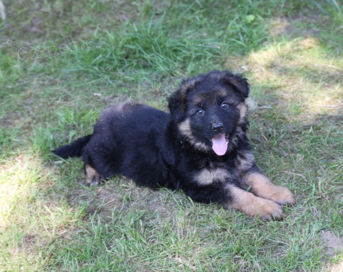 N�meck� ov��k �t��ata