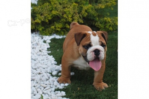 Anglick� buldok �t��ata na prodej