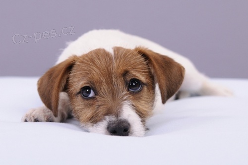 Jack Russell teri�r