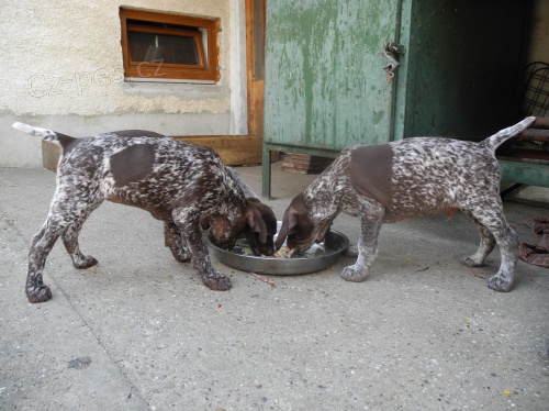 �teniatka nemeck�ho kr�tkosrst�ho stava�a s PP