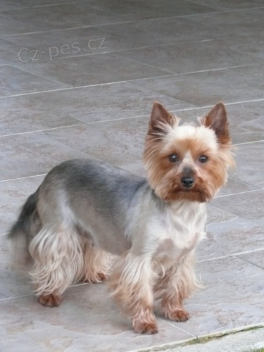 Jork��rsk� terier