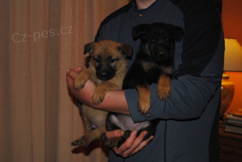 N�meck� ov��k-�t���tka k prodeji.