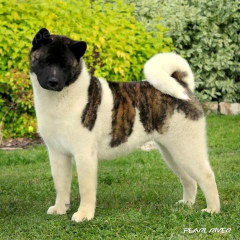 Americk� akita