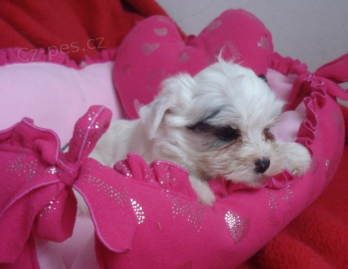 Biewer yorkshire terrier - �t���tko s PP