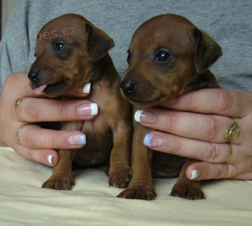 Trpasli�� pin� s PP