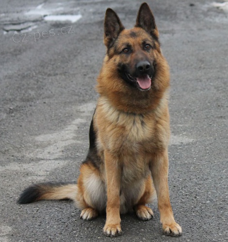 N�meck� ov��k