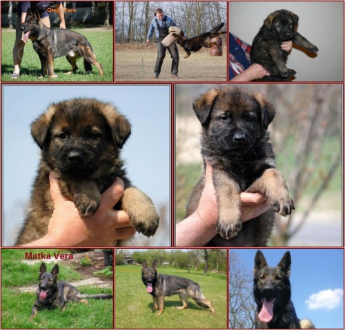 N�meck� ov��k �t��ata s PP