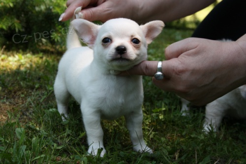 �ivava kr�tkosrst�