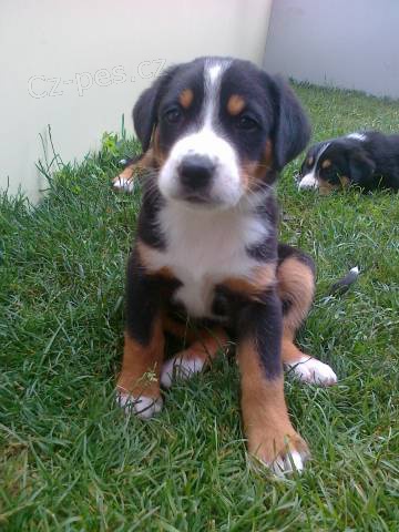 Velk� �v�carsk� sala�nick� pes