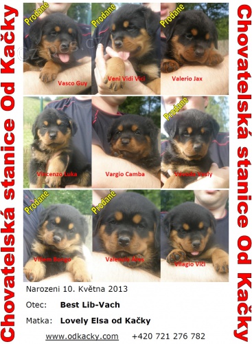 rottweiler - �t��ata s pp