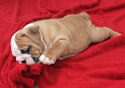 Anglick� buldok, English Bulldog, buldog