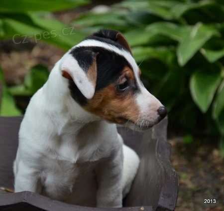 �t�n�tka jack russell terier