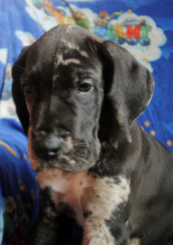 N�meck� doga �t�n� bez PP