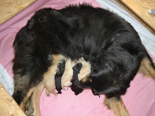 hovawart �t���tka s PP