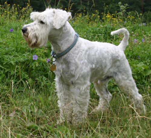 B�l� kn�ra� mal� - kryt� 