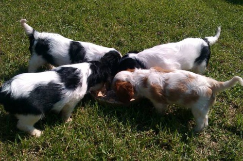 �t��ata KAVAL�R KING CHARLES �PAN�L