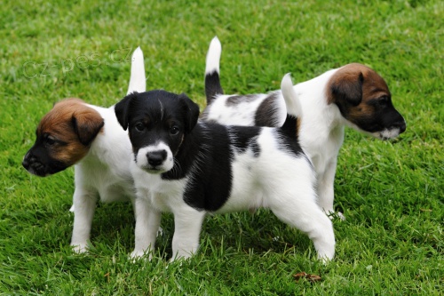 Foxterier hladkosrst�-�t��ata po �pi�kov�ch  rodi��ch