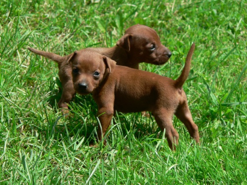 Trpasli�� pin� - �t���tka